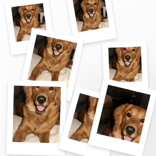Polaroid Dump preview